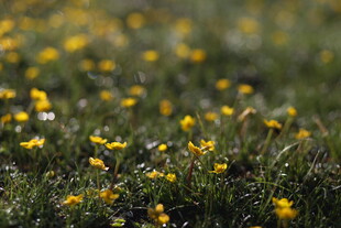 春日草地间的烂漫小黄花