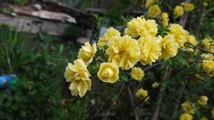 金黄盛开的美丽迎春花