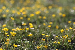 春日黄花烂漫草地景色