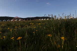 草原上的黄色野花景观
