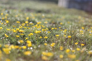 春日黄花烂漫草地
