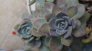 可爱多肉植物特写