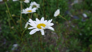 野外盛开的美丽小白花