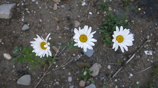 三朵雏菊绽于地面