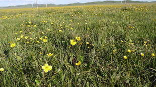 草原上的黄色小花绽放