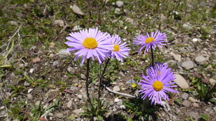 野外绽放的美丽紫色小花