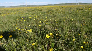 草原上的黄色小花绽放