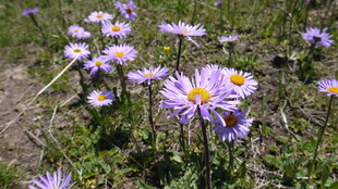 野外绽放的紫色小花