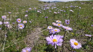 草地中的紫色雏菊绽放