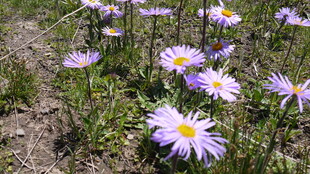 野外绽放的美丽雏菊