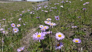 草地绽放的美丽小雏菊