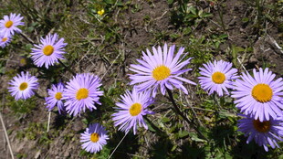 紫色雏菊绽放于草地