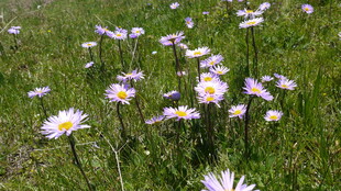 草地上绽放的美丽雏菊