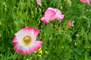 粉色虞美人绽放于草地