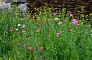 粉色花丛中的自然美景