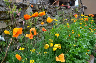 花园中的多彩虞美人绽放