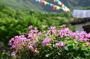 烂漫粉花与经幡相映成趣