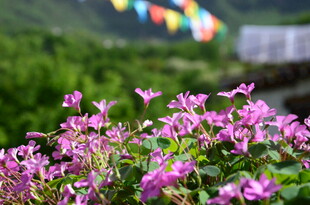 烂漫紫花绽放于绿意间