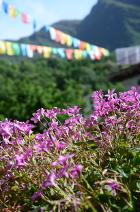 山间烂漫紫花与经幡