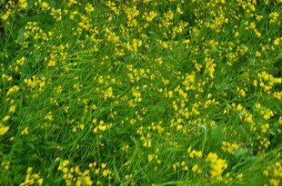 金黄油菜花田美景