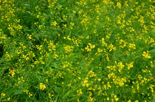 春日油菜花田美景