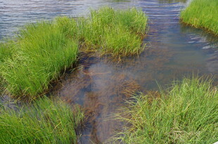 溪边翠绿水草与潺潺流水