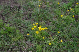 草地上的黄色小花