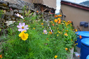 墙角绽放的多彩小花