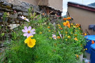 墙边绽放的多彩花卉