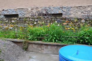 石墙边的多彩植物景观