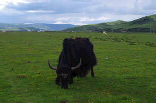 草原上的黑色牦牛