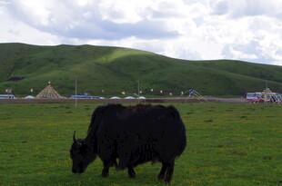 草原上的黑色牦牛