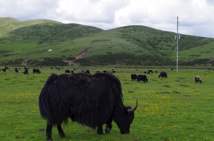 草原上的牦牛群