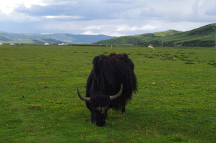 草原上的黑色牦牛