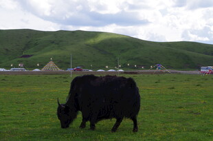 草原上的黑色牦牛