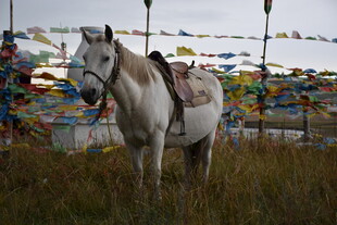 草原上的白马与经幡