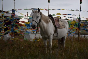 草原上的白马与经幡