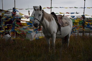 草原上的白马与经幡