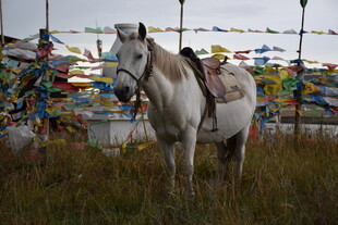 草原上的白马与经幡