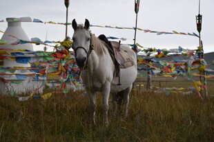 草原上的白马与经幡