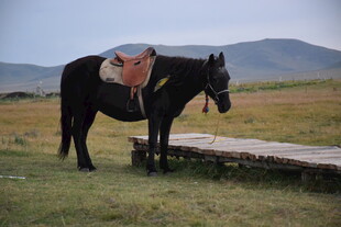草原上的黑马与马鞍