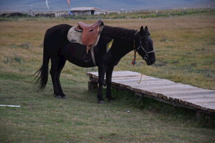 草原上的鞍马