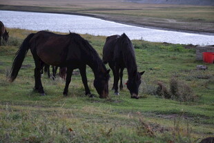 草原上的两匹黑马