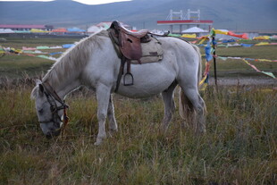 草原上的白马配鞍具
