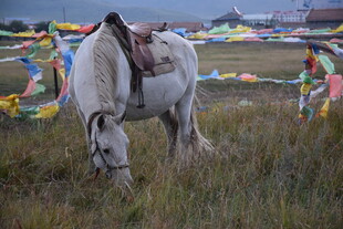 草原上低头吃草的白马