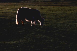 夕阳下独自吃草的牛