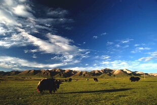 草原蓝天牧场景色