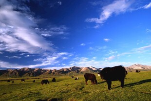 草原上的悠闲牛群