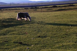 草原上的牛在悠闲吃草