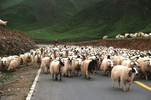 羊群漫步在山间公路